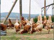El Departament d’Agricultura incrementa les mesures de protecció contra la influença aviària en aus de corral