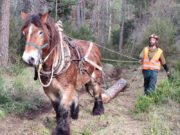El Parc Natural dels Ports lidera un projecte per potenciar boscos madurs i promoure la biodiversitat forestal