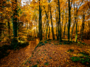 La tardor s’endarrereix amb el retard dels colors de les fulles de faig