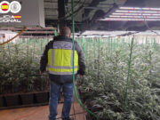 Detenen l’encarregat d’una plantació de marihuana en una nau de Santa Eugènia de Berga amb prop de 1.400 plantes