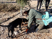Els productors de tòfona preveuen una bona collita gràcies a les pluges i esperen superar les sis tones de l’any passat