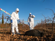 El Govern anuncia la detecció de 13 senglars morts més per pesta porcina africana i eleva el total de positius a 60