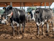 El Departament d’Agricultura detecta un nou brot de dermatosi nodular contagiosa a l’Alt Empordà