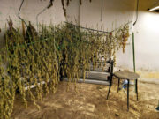 Troben més de 2.500 plantes de marihuana en una casa de Balsareny i detenen dos homes