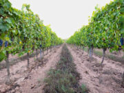 El Departament d’Agricultura demana al Ministeri l’aplicació de la collita en verd per a la campanya vitivinícola 2026