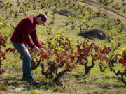 El projecte ‘Vinyes i Boscos’ impulsarà el creixement sostenible al Parc de la Serralada Litoral