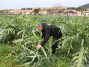 El pressupost d’Agricultura té 90 milions pels regadius i 33 milions per ajudar als agricultors davant el canvi climàtic