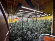 Detenen tres homes per cultivar 245 plantes de marihuana en un habitatge al Solsonès