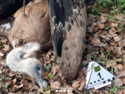 Els Agents Rurals enxampen in fraganti un home col·locant esquers enverinats al Lluçanès