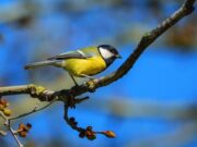 Inauguració de l’exposició ‘La fauna del Cardener’ al Casino de Manresa