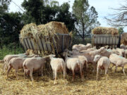 Preocupació entre els ramaders del sud del Solsonès per tres possibles atacs de llop a ramats d’ovelles