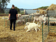 Preocupació entre els ramaders del sud del Solsonès per tres possibles atacs de llop a ramats d’ovelles