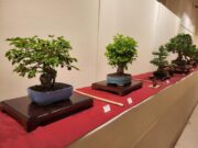 El Casino de Manresa acollirà la 36a Exposició i la 12a Fira del Bonsai este cap de setmana