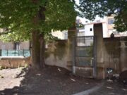 L’Ajuntament de Manresa comença l’adequació del mur del Casino afectat per les arrels d’un om protegit