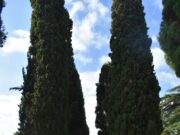 L’Ajuntament de Manresa programarà un tractament fitosanitari als xiprers del cementiri i de l’ermita del Guix