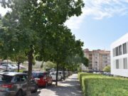 L’Ajuntament de Manresa implementa tractaments fitosanitaris per preservar l’arbrat de la ciutat