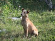 “Es dedica a enverinar gossos”: Veïns de Balsareny denuncien una onada d’esquers mortals contra animals