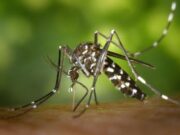 L’Ajuntament de Manresa impulsa accions per limitar la proliferació del mosquit tigre
