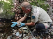 Reintroducció de 500 tritons al Parc Natural del Montseny