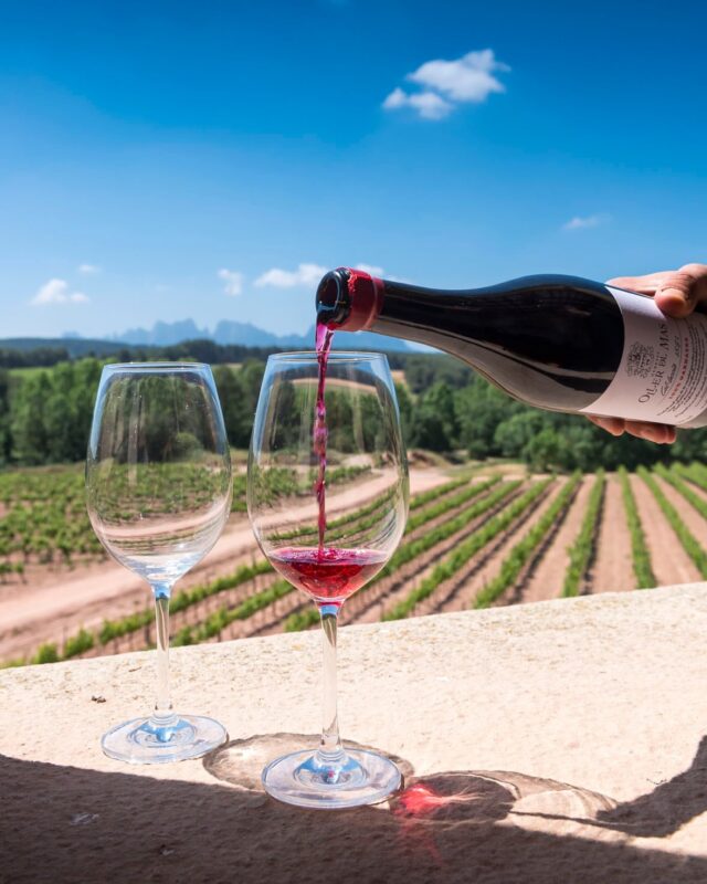 Temps de verema als cellers del Bages. Foto: @rodbagphoto