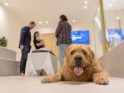 Un de cada quatre joves no troba com acomiadar-se de la seva mascota