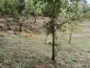 Finalitzen les actuacions de manteniment contra incendis a Montví de Baix