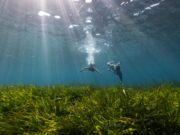 Vellmarí i Bluewave Alliance aconsegueixen plantar 100.000 feixos de posidònia a Eivissa i Formentera